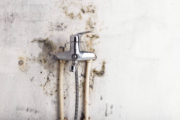 Professional Mold Removal in Crestview, FL