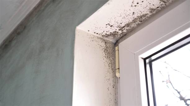 Mold Testing and Removal in Crestview, FL