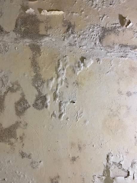 Best Toxic Mold Removal  in Crestview, FL