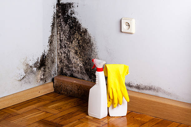 Best Certified Mold Removal  in Crestview, FL