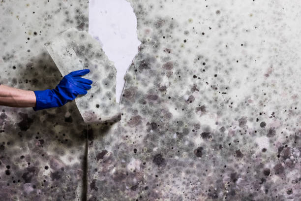 Best Office Mold Removal Services  in Crestview, FL